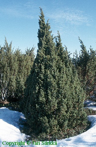 Juniperus communis 'Paksu Bertta'